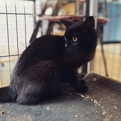 毛並みが綺麗な黒猫ちゃん