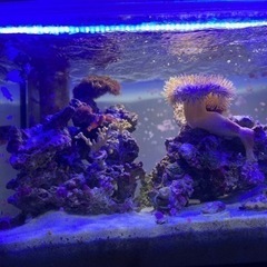 海水　オーバーフロー水槽