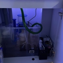 海水　オーバーフロー水槽