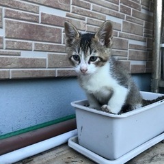 生後2ヶ月くらい　子猫ちゃん