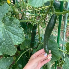 【採り放題】夏野菜の収穫体験しませんか♪