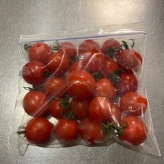 家庭菜園で採れたミニトマト30粒程度