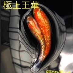 王華　卵針子稚魚