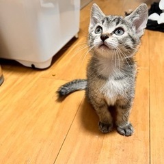 栃木県在住、生後約2ヶ月の子猫です。