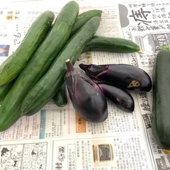 本日収穫しました!!野菜セット300円!!