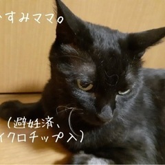 親子または子猫二匹で、譲渡希望します！