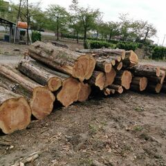 🔥広葉樹　針葉樹　薪　原木買い取り　引き取ります　１０トン…