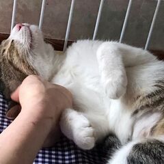 トライアル決定の為、一旦募集を停止します🐱避妊手術済み左耳カット...