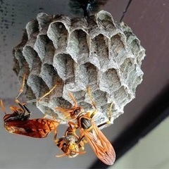 蜂の巣とっちゃいます！