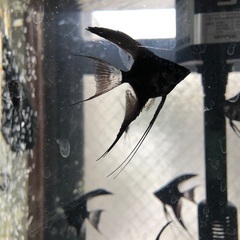 ブラックベールテールエンゼルフィッシュ幼魚