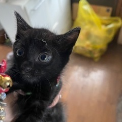 二か月くらいの黒猫です
