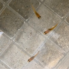 【メダカ】天風楊貴妃【稚魚】1匹100円