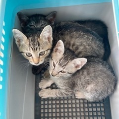 グレート 里親募集 ジモティー