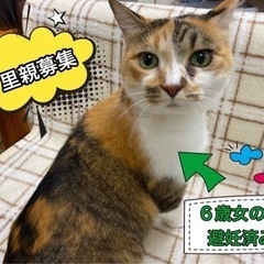 ✪決まりました✪三毛猫    やむを得ず里親募集です🐾代理投稿