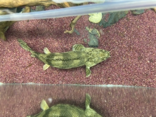 アクアリウム引退します。