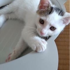 2.5ヶ月の女の子シロイノちゃん - 猫