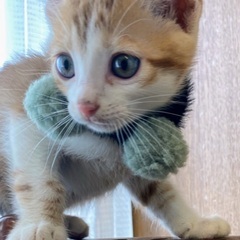 4月21日生まれの茶白の男の子