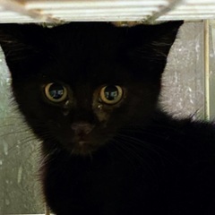 目がくりんとした黒猫の男の子 − 兵庫県