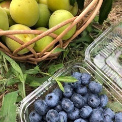 緊急開催！梅とブルーベリー収穫体験の画像
