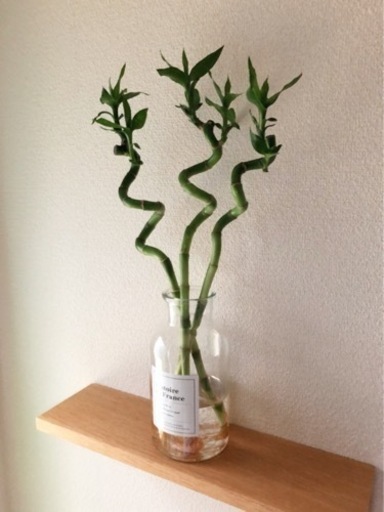 観葉植物 スパイラルミリオンバンブー 3本セット 48cm フラワーベース付き Bien Ma