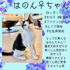 人馴れしたハチワレちゃん♡7/24福岡市南区ペットパークP2譲渡...
