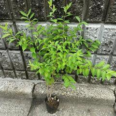 🌿 植物 🌿  紫式部  ムラサキシキブ  木