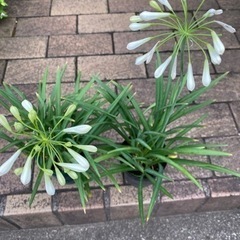 矮性アガパンサス２株白花