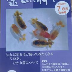 金魚仲間7,8月(2022/07/06)