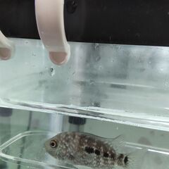 熱帯魚　テキサスシクリッド