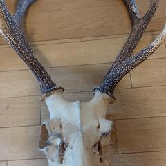 鹿の頭蓋骨付き角