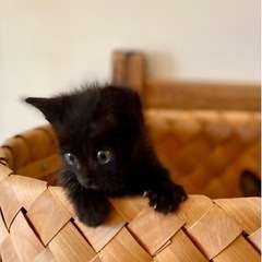 ずっとの家族が決まりました❣️だっこ♂✨超甘えん坊　黒猫　2ヶ月