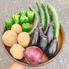 野菜セット ワンコイン 500円 その日に採れたて野菜 ①