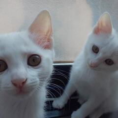 白猫姉妹♀ 3ヶ月です