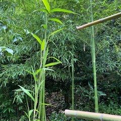 竹、笹
