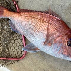 鋸南町から船釣り仲間募集！