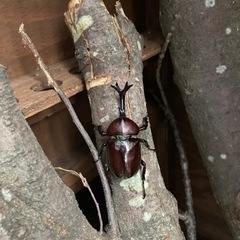 カブトムシ オスとメスのペア