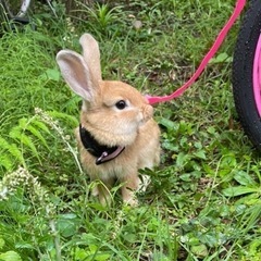 ネザーランド　生後四カ月半