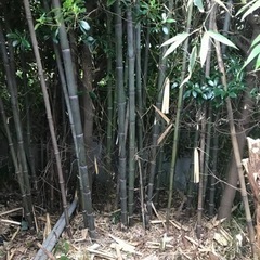 黒竹　ブラックバンブー　鉢植え
