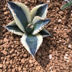 アガベ　スナグルトゥース3