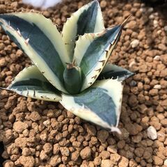アガベ　スナグルトゥース3