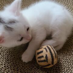 自宅で５月２０日生まれの綿菓子のような女の子の仔猫です