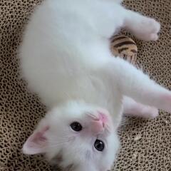 自宅で５月２０日生まれの綿菓子のような女の子の仔猫です − 千葉県