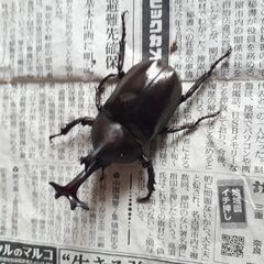 国産カブトムシ雄あげます