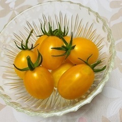 新鮮なイエロートマトあげます！
