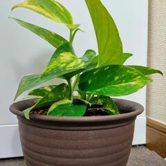 ご成約済　ポトス鉢植え（成長鑑賞用）観葉植物