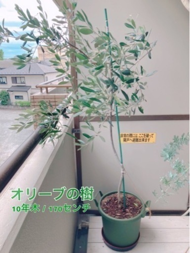 【値下げ】オリーブ 観葉植物