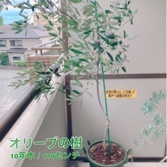 【値下げ】オリーブ 観葉植物
