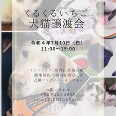 子猫沢山の譲渡会