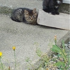 黒猫とキジトラ　子猫　2匹