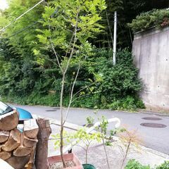 観葉植物・庭木（シマトネリコ／約190cm）